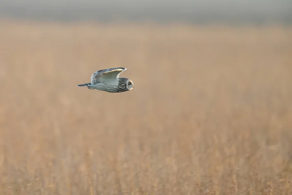 Krátké ušatý v letu — Stock fotografie