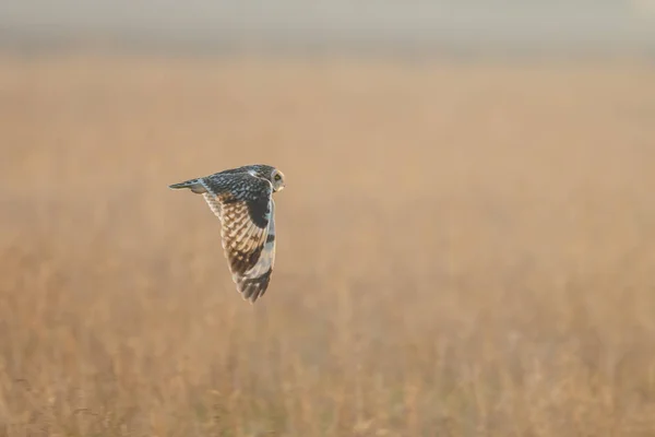 Short Eared Owl in vlucht — Stockfoto