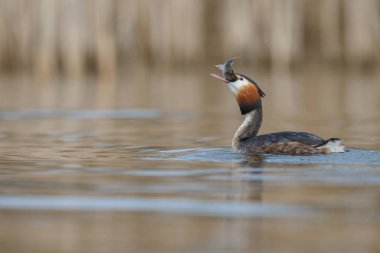 Kızıl boyunlu batağan kuş 