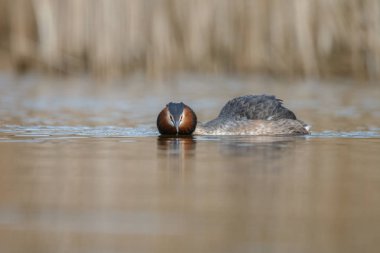 Kızıl boyunlu batağan kuş 