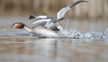 Kızıl boyunlu batağan kuşlar
