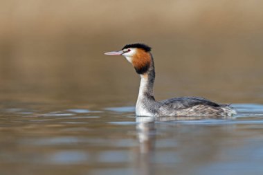 Kızıl boyunlu batağan kuş 