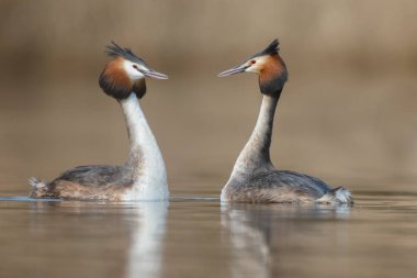 Red-necked Grebe birds clipart