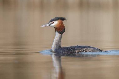 Kızıl boyunlu batağan kuş 