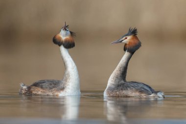 Kızıl boyunlu batağan kuşlar