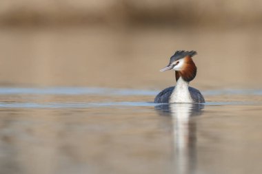 Kızıl boyunlu batağan kuş 