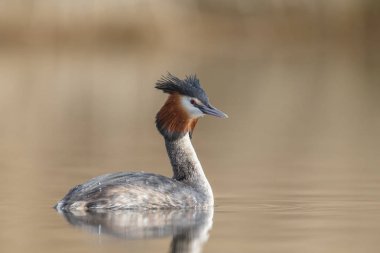 Kızıl boyunlu batağan kuş 
