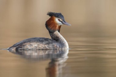 Kızıl boyunlu batağan kuş 
