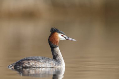 Kızıl boyunlu batağan kuş 