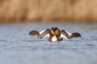 Kızıl boyunlu batağan kuş 