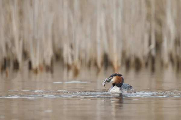 Red-necked Grebe vogel — Stockfoto