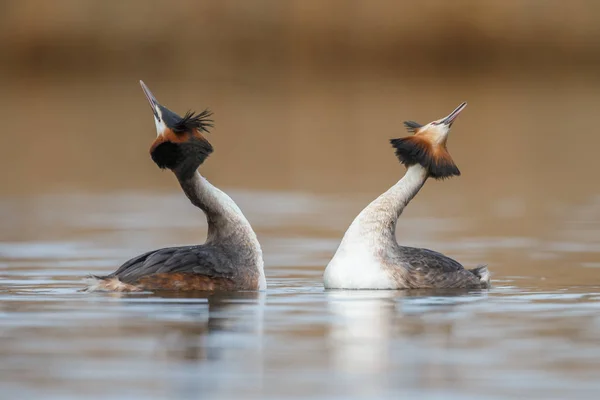 Uccelli del Grebe dal collo rosso — Foto Stock