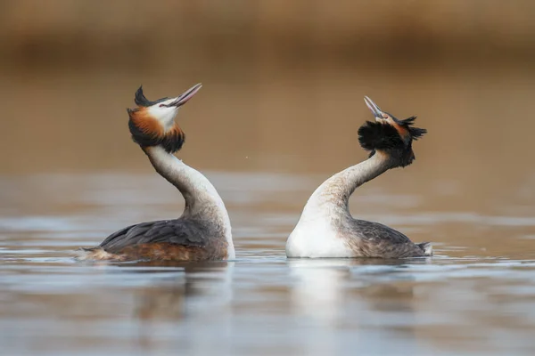红颈鸊鷉鸟 — 图库照片