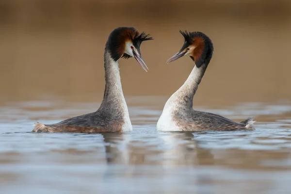 Rödhalsad dopping fåglar — Stockfoto