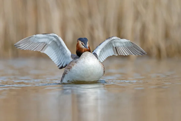 Red-necked Grebe πουλί — Φωτογραφία Αρχείου