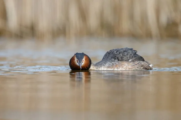 Red-necked Grebe bird — Stock Photo, Image