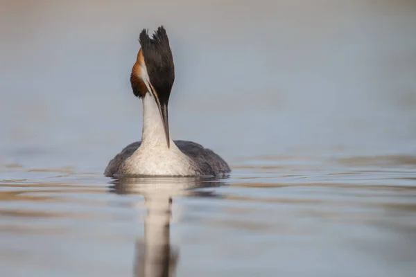 Red-necked Grebe πουλί — Φωτογραφία Αρχείου