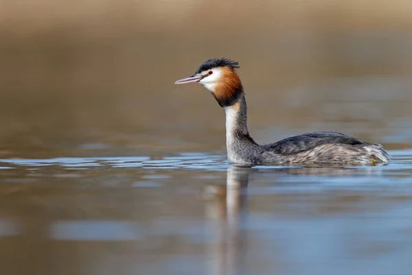 Pájaro canoso de cuello rojo —  Fotos de Stock