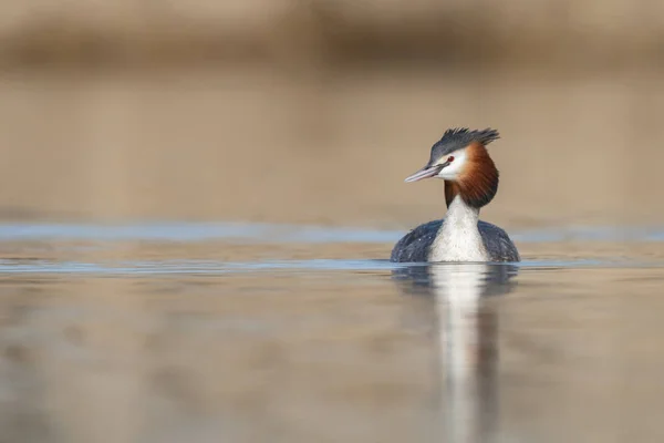 Red-necked Grebe vogel — Stockfoto