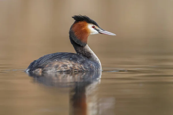 Red-necked Grebe bird — Stock Photo, Image