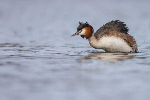 Red-necked Grebe πουλί — Φωτογραφία Αρχείου