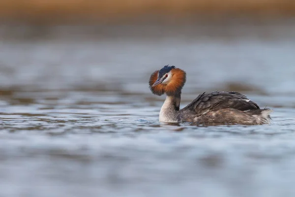 Red-necked Grebe bird — Stock Photo, Image