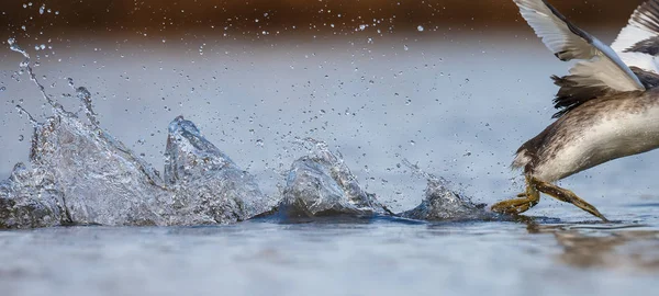 Kızıl boyunlu batağan kuş — Stok fotoğraf