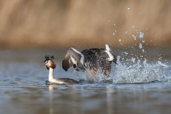 カイツブリ鳥の首の赤 — ストック写真