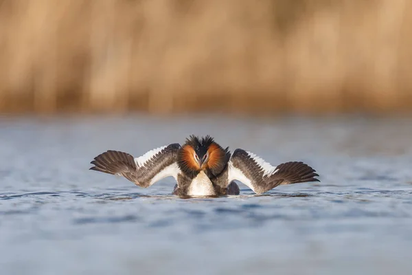 Red-necked Grebe πουλί — Φωτογραφία Αρχείου