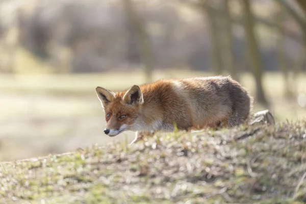 Red fox idzie na charakter — Zdjęcie stockowe