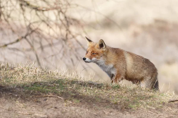 Red fox går på naturen — Stockfoto
