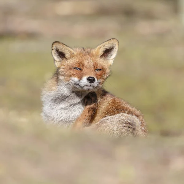 Zorro rojo camina sobre la naturaleza — Foto de Stock