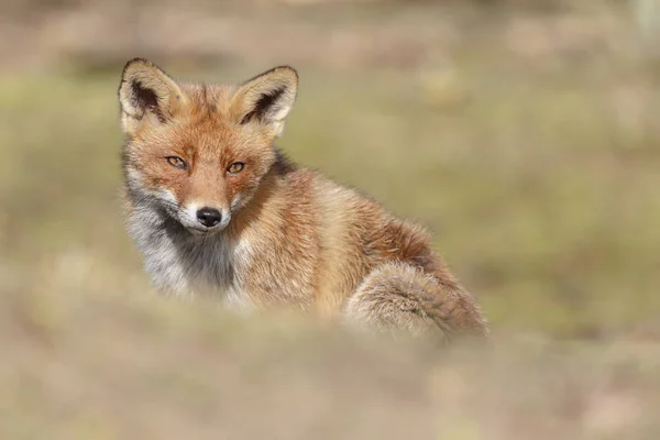 Красная лиса ходит по природе — стоковое фото