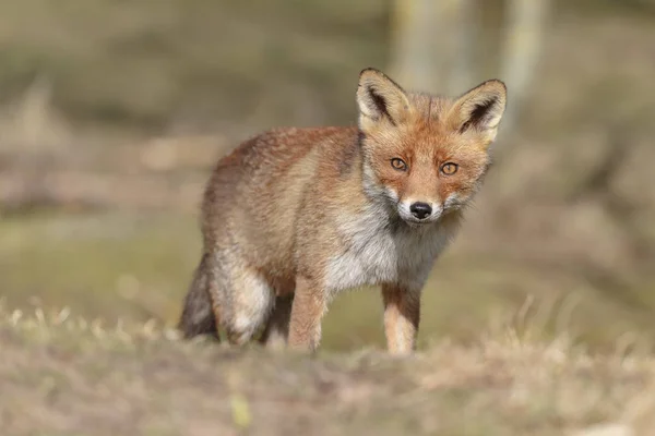 Red fox walks  on nature — Stock Photo, Image