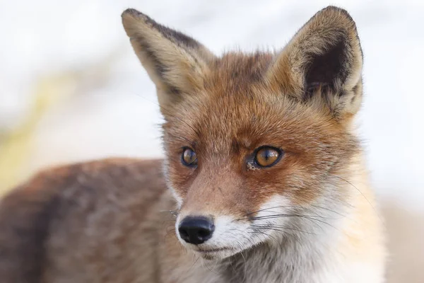 Red fox wandelingen op aard — Stockfoto