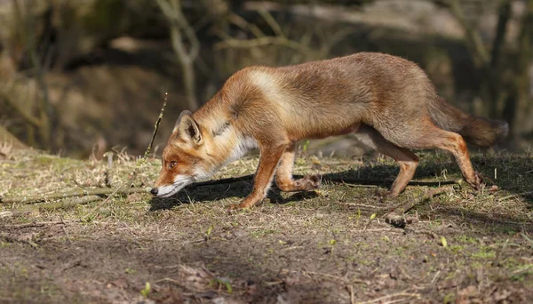 Κόκκινη αλεπού περίπατος στη φύση — Φωτογραφία Αρχείου