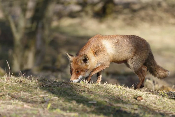 Red fox idzie na charakter — Zdjęcie stockowe