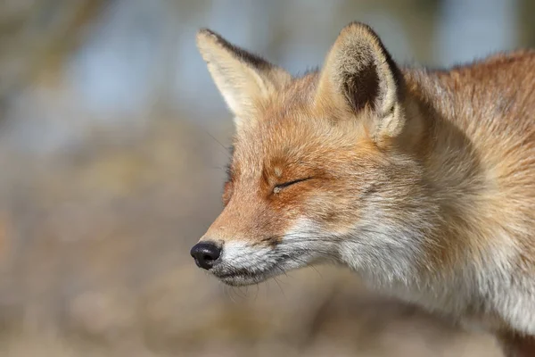 Red fox idzie na charakter — Zdjęcie stockowe