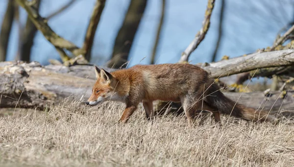 Red fox chodí na přírodu — Stock fotografie