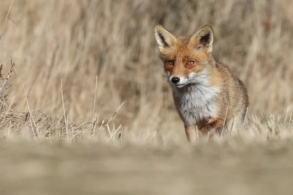 Red fox går på naturen — Stockfoto