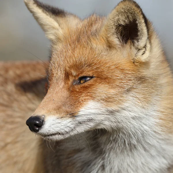 Red fox idzie na charakter — Zdjęcie stockowe