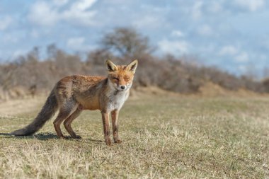 kızıl tilki doğada 