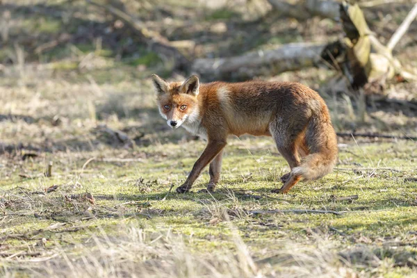 Red Fox in nature