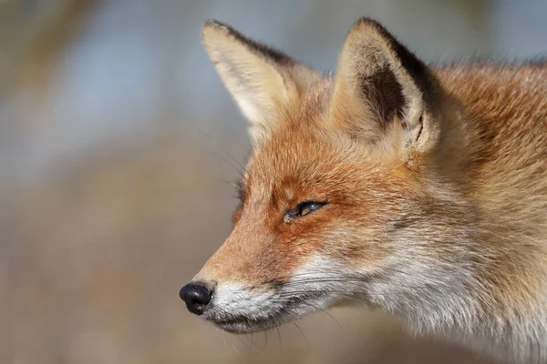 自然界中的红狐 — 图库照片