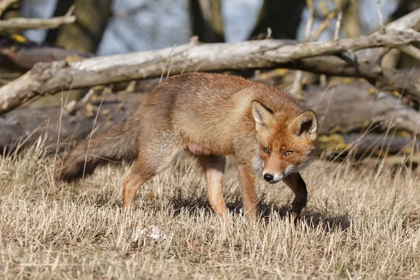 Rödräv i naturen — Stockfoto