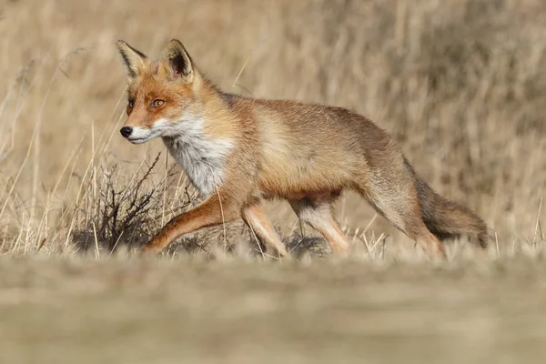 Rotfuchs in der Natur — Stockfoto