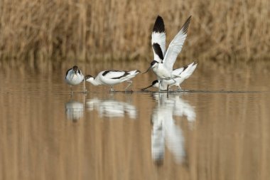Pied avocet ( Recurvirostra avosetta )
