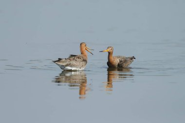 Siyah godwits kuyruk 