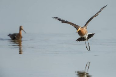Siyah godwits kuyruk 