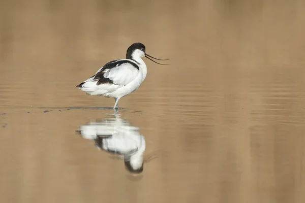 Pied avocet ( Recurvirostra avosetta ) — Stock Photo, Image